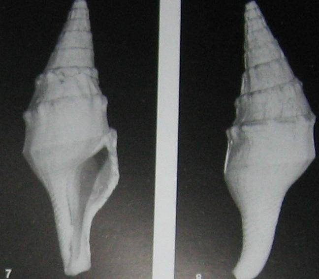 Il pliocene dei colli pisani e il mare che li copriva